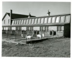 Hog Barn. St. Paul Campus