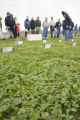 Turf grass research on St. Paul Campus, University of Minnesota.