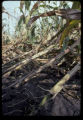Corn rootworm.