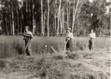 Cutting hay