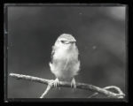 Red-eyed Vireo, young bird on branch, front view