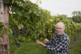 Marvin Seppanen, 'Frontenac' grape