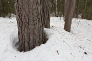 Cloquet Forestry Center of the University of Minnesota.