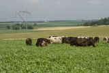 Normande dairy cows eating Sudan grass on farm near Jordan, Minnesota, the Riesgraf family.