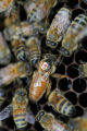 Hygenic' bee research at the University of Minnesota.
