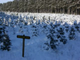 Balsam fir covered with snow at Christmas tree farm, Anoka County, Minnesota.