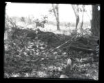 Salamander background