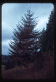 Parch Blight of Douglas Fir