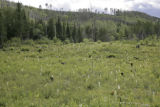 Pine seedlings protected from deer.