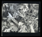 Dogtooth violet