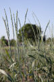 Perennial wheat grass.