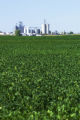 Grain elevators in southwestern Minnesota.