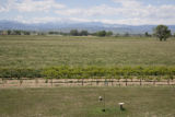 Colorado vineyard growing University of MInnesota grape varieties.
