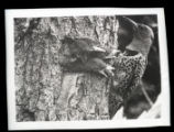 Flicker feeding young at hole