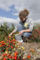 Evaluating pepper varieties for use in food safety and nutrition.