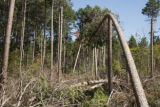 Blow down of old red and white pines on the Chippewa National Forest, Minnesota, in July, 2012.