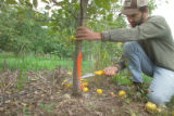 Apple breeding at the University of Minnesota.