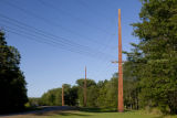 Wood utility poles in northern Wisconsin.