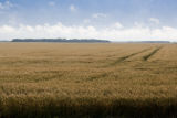 Wheat field, Red Lake County, Minnesota.