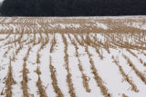 Corn stubble in mid-January, central Minnesota.