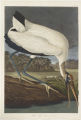 Plate 216 (Plate CCXVI), Wood Ibis