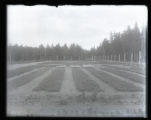 Experimental Forestry Nursery at Itasca
