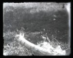 Brown Thrasher on log