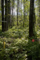 Research of climate change in the boreal forest.