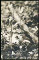 Habenaria dilatata (Platanthera dilatata)