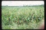Marshes adjacent to the La Venta archaeological zone in Northwest Tabasco state, Mexico. Note Cyperus giganteus similar to Cyperus Papyrus