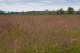 Turf grass seed production field, near harvest time.