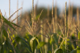 Corn tassels at the University of Minnesota, West Central Research and Outreach Center, Morris, Minnesota.