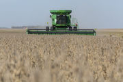 Harvesting soybeans on the Craven farm in Jackson County, Minnesota.