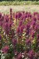 Amaranth growing on St. Paul campus, University of Minnesota.