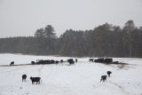 Beef research at University of Minnesota, North Central Research and Outreach Center, Grand Rapids.