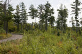 Thinned forest in Cook County, Minnesota.