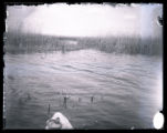 Heron Lake, general view, pass through reeds