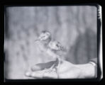 Godwit chick standing on hand