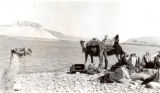 Camels with their masters at Kallat en Nejm (Qal at najm), Syria