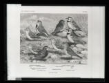 Chesnut-collared and McCown's Longspurs, Prairie Horned Lark, and Spraque's and America Pipits, illustration