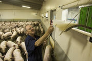 Swine farm with geothermal heating and cooling, the first in the U.S.