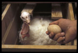 Turkey reproduction research.