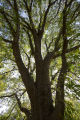 The original 'St. Croix' elm tree near Afton, Minnesota. Resistant to Dutch elm disease.