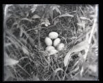 Blue-winged Teal nest
