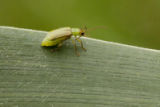 Corn rootworm at the University of Minnesota's Rosemount Research and Outreach Center.