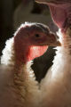 Turkey research, flock at Rosemount Research and Outreach Center, University of Minnesota.