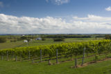 Tug Hill Vineyard, Lowville, New York.