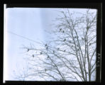 Bohemian Waxwings in trees
