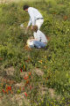 Evaluating pepper varieties for use in food safety and nutrition.