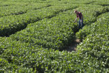 Soybean plots of University of Minnesota soybean researcher Seth Naeve for soybean production research.